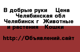 В добрые руки. › Цена ­ 1 - Челябинская обл., Челябинск г. Животные и растения » Кошки   
